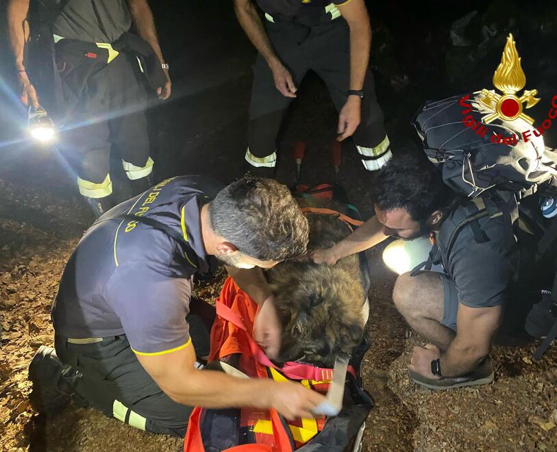 I vigili del fuoco stanno sistemando Maya sulla lettiga per trasportarla a valle