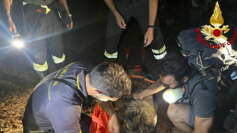 I vigili del fuoco stanno sistemando Maya sulla lettiga per trasportarla a valle