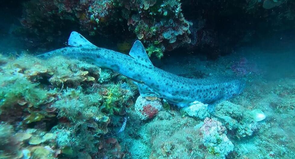 Esemplare di gattuccio trovati morti nella zona di punta del Nasuto vicino ai punti  di immersione