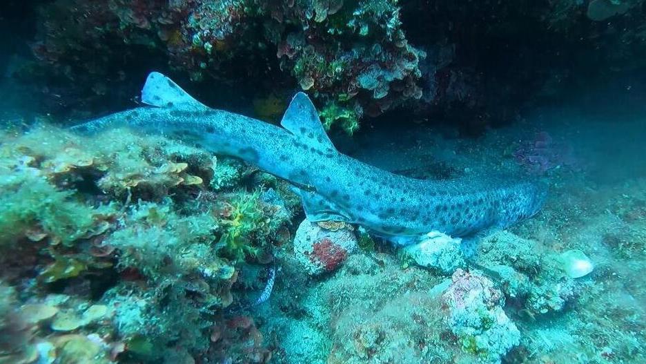 Esemplare di gattuccio trovati morti nella zona di punta del Nasuto vicino ai punti di immersione