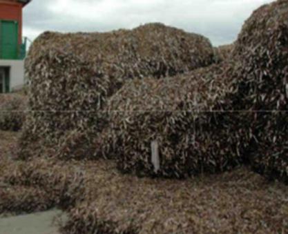 Posidonia usata per imbottire sedie e cuscini da spiaggia