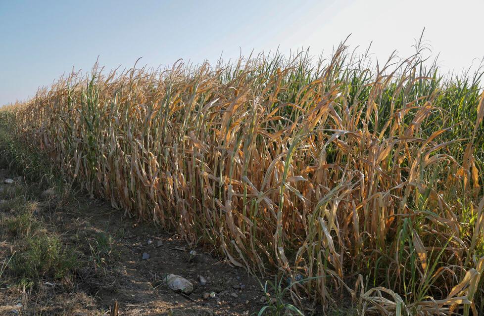 Troppo caldo da troppo tempo, tutta l’agricoltura è in crisi 
