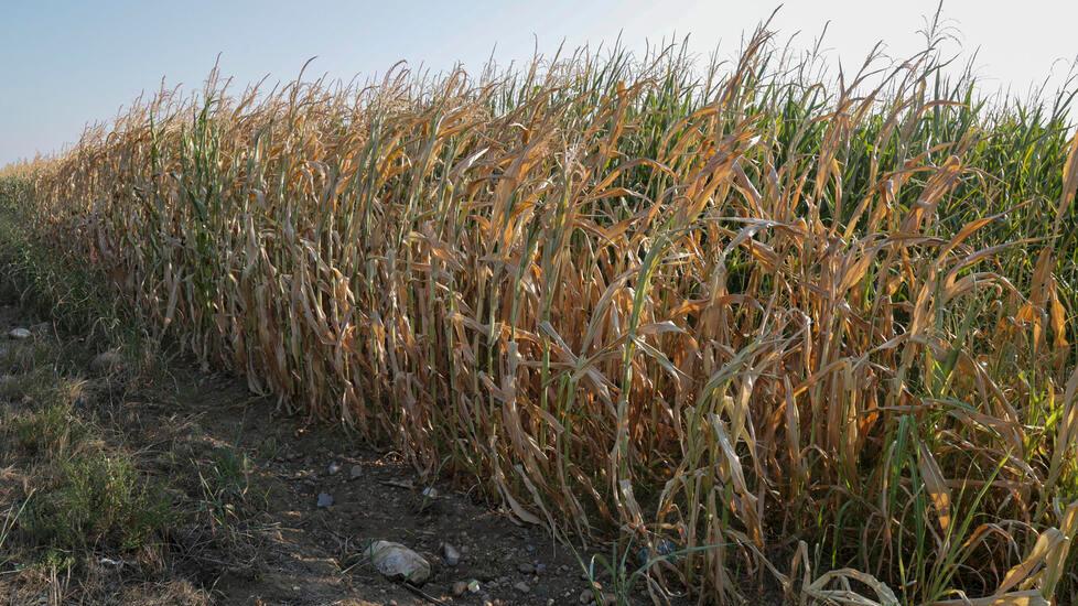 Troppo caldo da troppo tempo, tutta l’agricoltura è in crisi