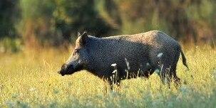 Cinghiali. L’eradicazione è possibile. Elba come l’isola di Santa Catalina 