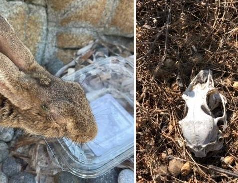 Non c’è acqua: a Mal di Ventre muoiono i conigli selvatici nani 