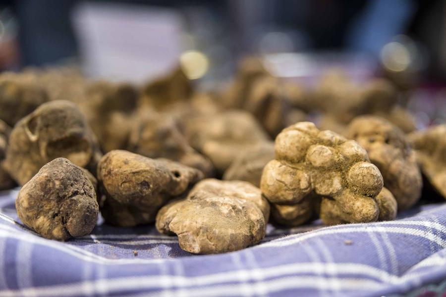 Tartufo, la Mostra di San Miniato verso la rivoluzione: le idee e le date