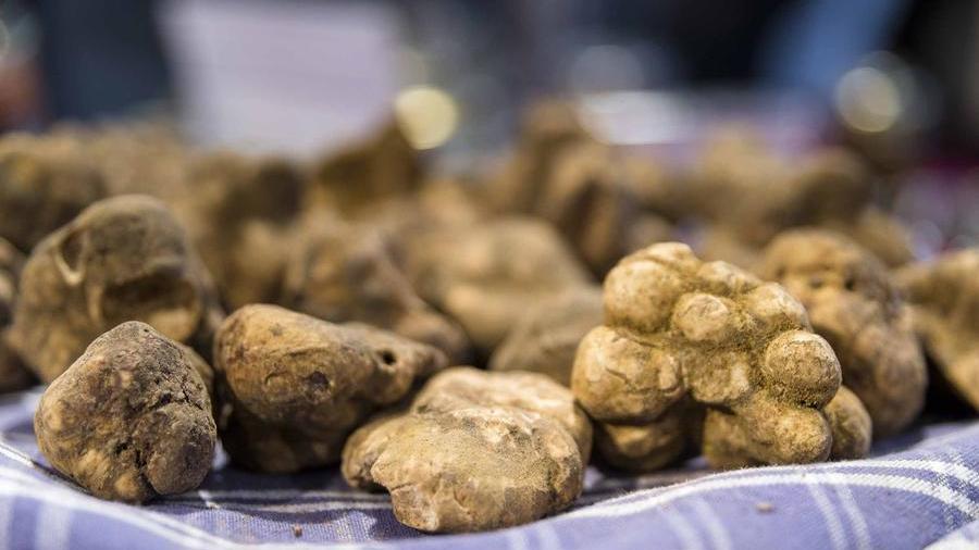 Tartufo, la Mostra di San Miniato verso la rivoluzione: le idee e le date