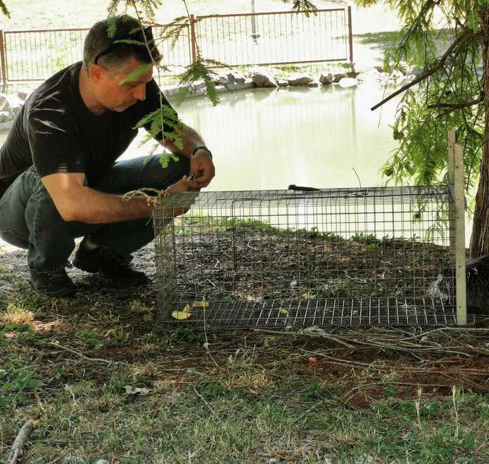 Castelnuovo Parco Rio Gamberi, nutria uccisa con due pallini ad aria compressa