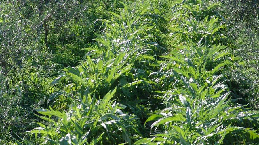 Agricoltori, il ricambio che non c’è