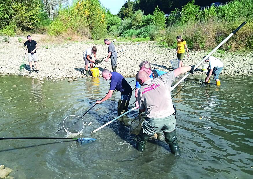 Volontari salvano i pesci della Pesa «Il torrente ora è come una strada»