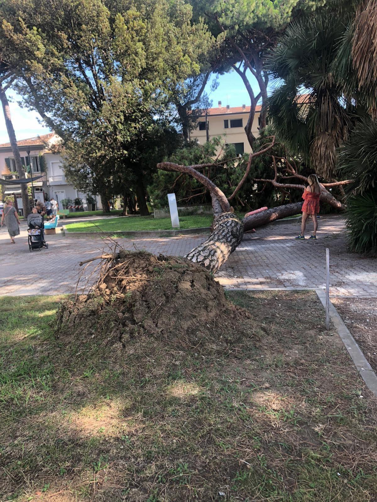 Viareggio, crolla un albero nella piazzetta Viani: ora è allarme verde&nbsp; 
