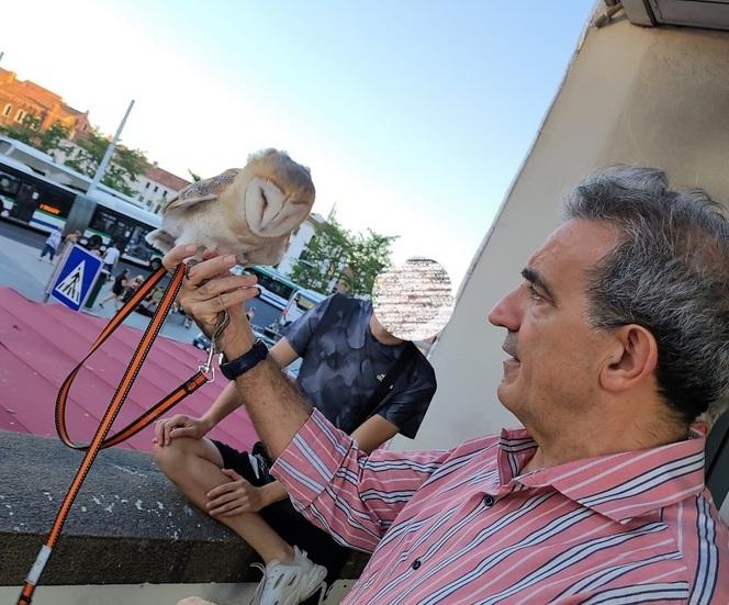 Modena Due barbagianni da curare