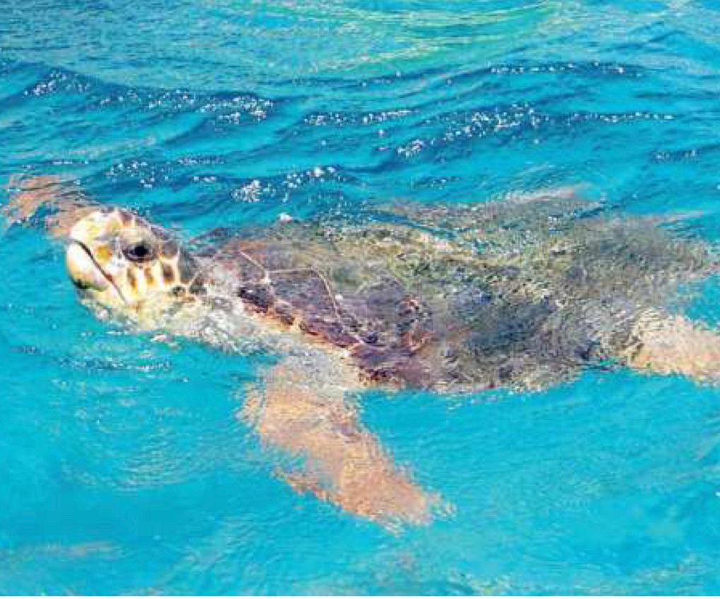 Le tartarughe riscoprono la Pelosa: una Caretta caretta depone le uova