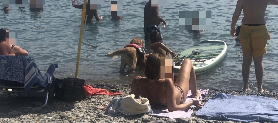 Elba, turisti maleducati e pochi controlli: proteste per i cani tra i bagnanti 