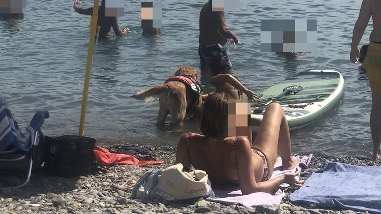 Elba, turisti maleducati e pochi controlli: proteste per i cani tra i bagnanti