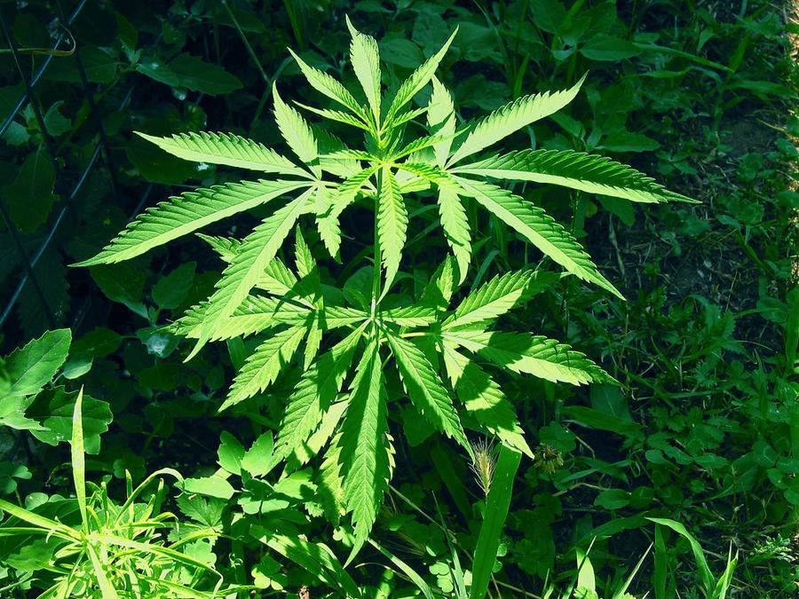 Da Barcellona a Cagliari per curarsi con la cannabis medica