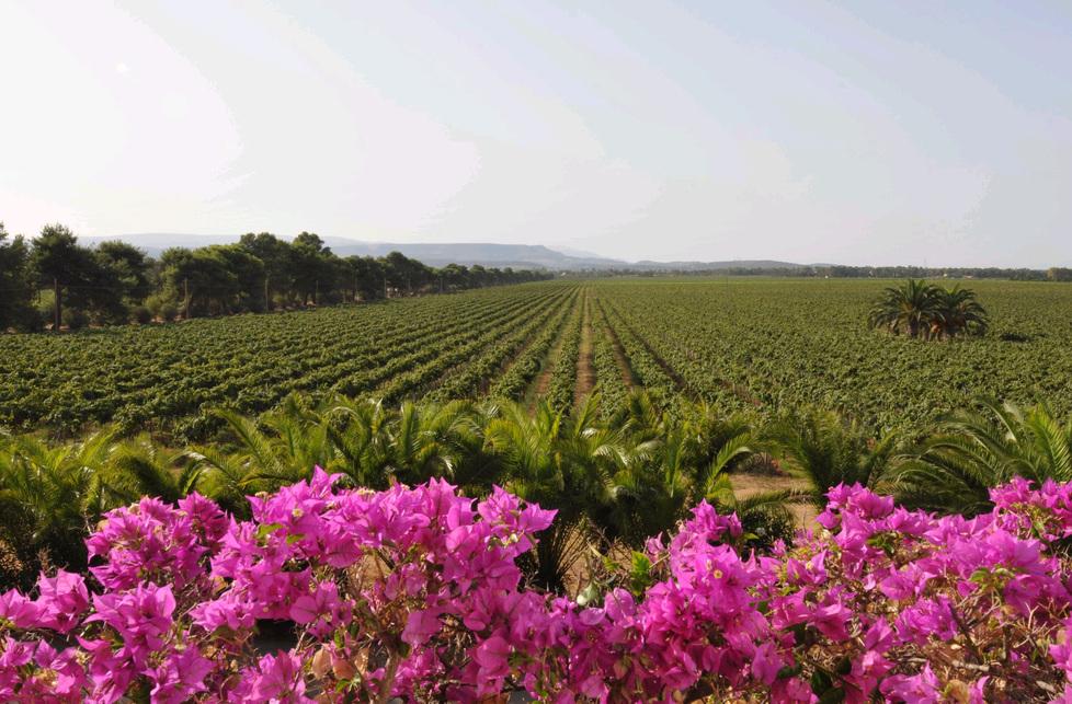 Una app avvisa se la vigna ha necessità di acqua