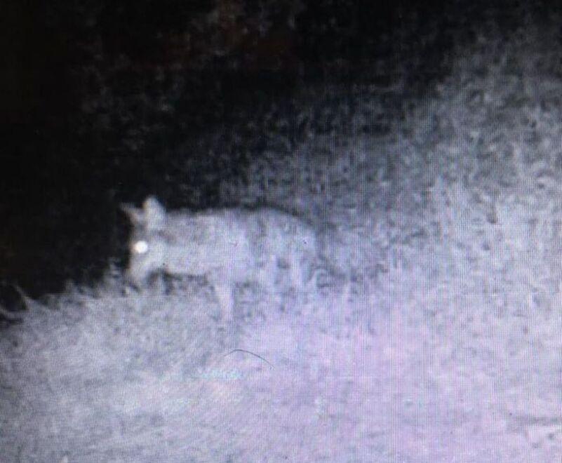 Una telecamere di sorveglianza installata nel paese di Stabbiano riprende nella notte quello che probabilmente è un esemplare di lupo
