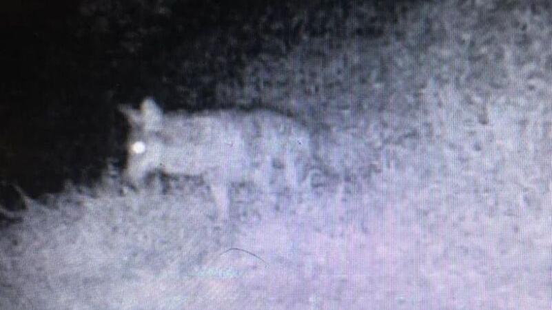 Una telecamere di sorveglianza installata nel paese di Stabbiano riprende nella notte quello che probabilmente è un esemplare di lupo