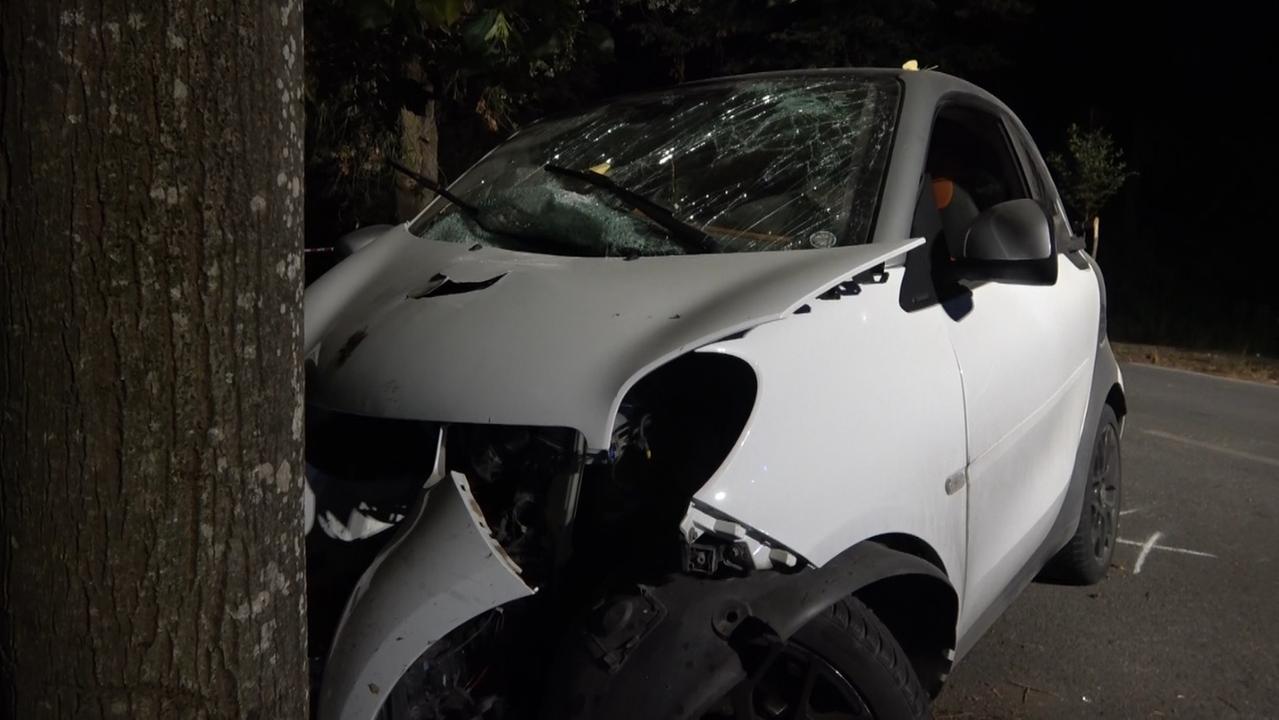 Tragedia sul viale dei Tigli, il presidente del Parco: «I cinghiali in Pineta sono troppi, problema che va risolto»