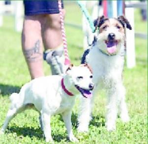 Martedì da cani, la serata per gli amici a 4 zampe