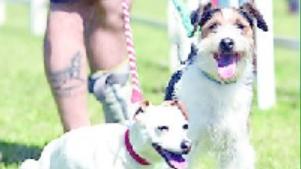 Martedì da cani, la serata per gli amici a 4 zampe