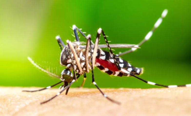 Modena Zanzare e west nile: obbligo di trattamento nelle aree di eventi serali pubblici 