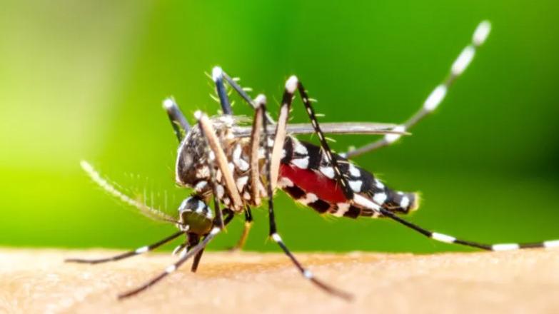 Modena Zanzare e west nile: obbligo di trattamento nelle aree di eventi serali pubblici