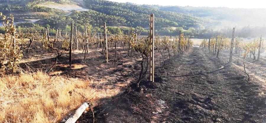 Incendi: 1 milione di danni per l’incendio a una fattoria nel Chianti