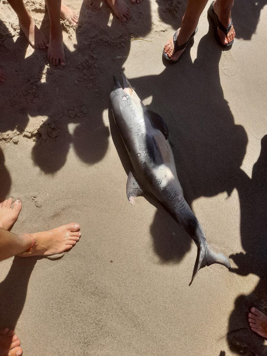 Cucciolo di delfino spiaggiato a Platamona