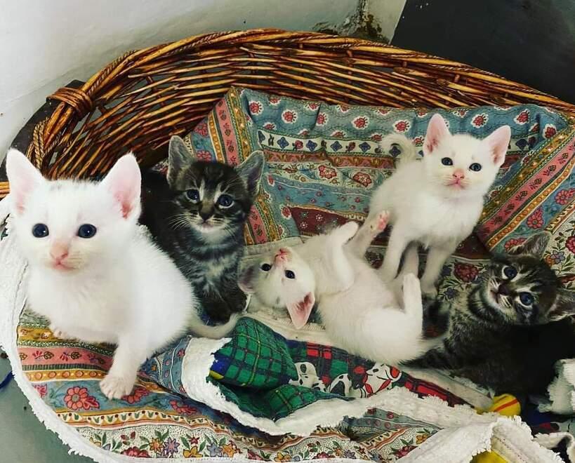 Emergenza mamme gatte È boom di abbandoni