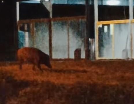 Fiorano. Un cinghiale a spasso in via Statale «Mi ha guardato, poi si è allontanato» 