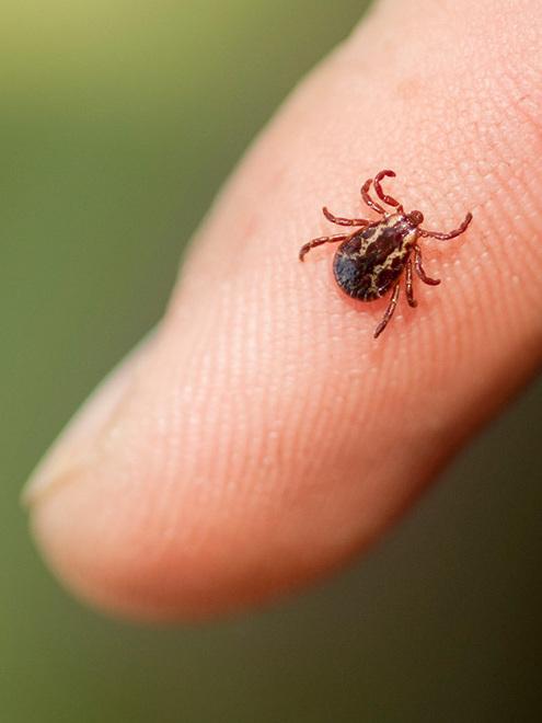 Modena. Zecche: 4 infezioni, una con la meningite Ecco come difendersi 