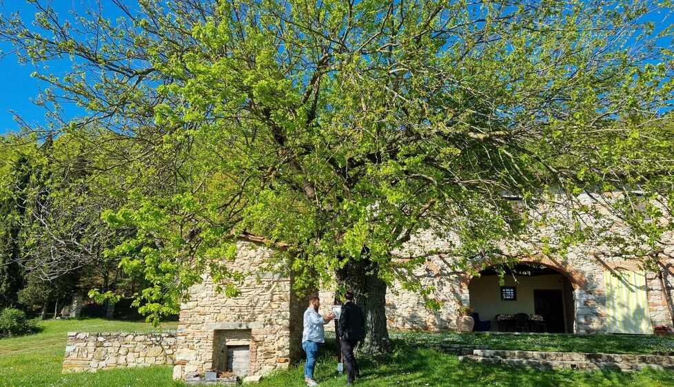 Tra miti e leggende: negli alberi è scritta la storia di Montemurlo 