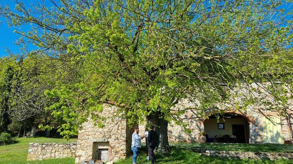 Tra miti e leggende: negli alberi è scritta la storia di Montemurlo