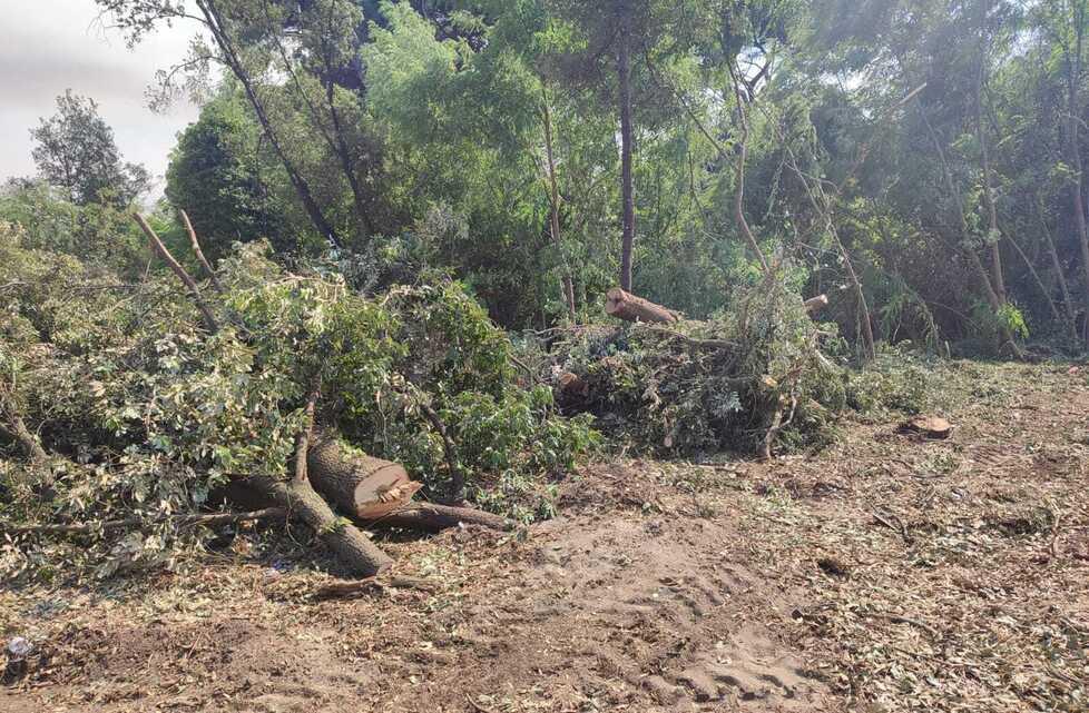 Un’immagine dei tagli di alberi, lecci, pini e faggi, che sono stati fatti sul perimetro della pineta che si affaccia su via Fratti e via Udine