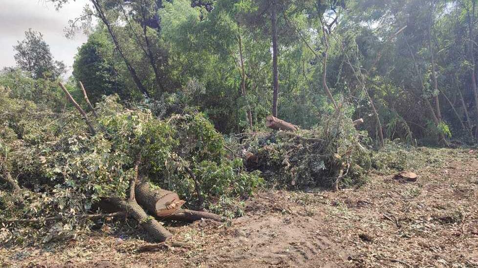 Un’immagine dei tagli di alberi, lecci, pini e faggi, che sono stati fatti sul perimetro della pineta che si affaccia su via Fratti e via Udine