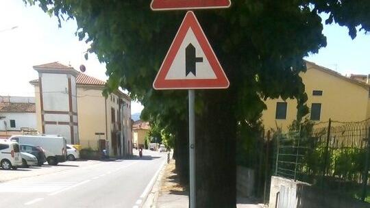 In 150 contro il taglio degli alberi ma la polemica è sempre più dura