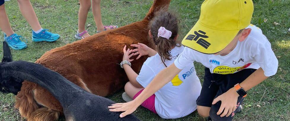 Serramazzoni &nbsp;Un centro estivo tra pecore e alpaca 