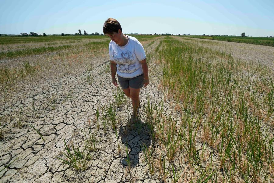 Siccità nel Ferrarese, come nel deserto: anno da record tra caldo e poche piogge