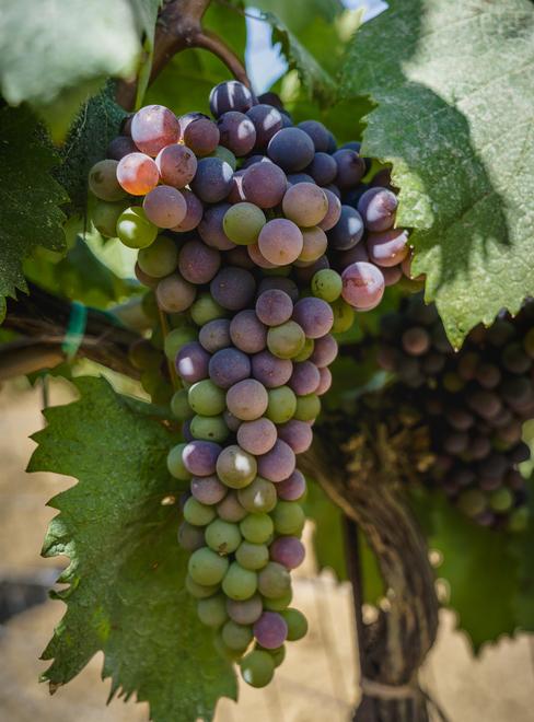 Caldo e cinghiali, all'Elba parte già la vendemmia 2022 