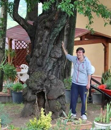 In alto a sinistra il mandorlo di Dreone