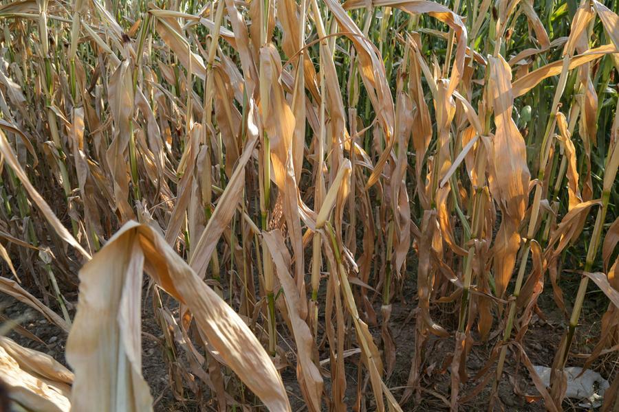 Il 2022 è l'anno più caldo e arido di sempre: 6 miliardi di danni all'agricoltura