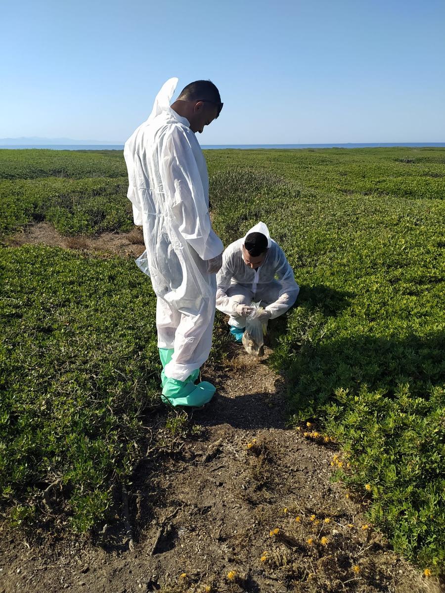 
	I tecnici dell'Istituto zooprofilattico regionale nell'isola di Mal di Ventre

