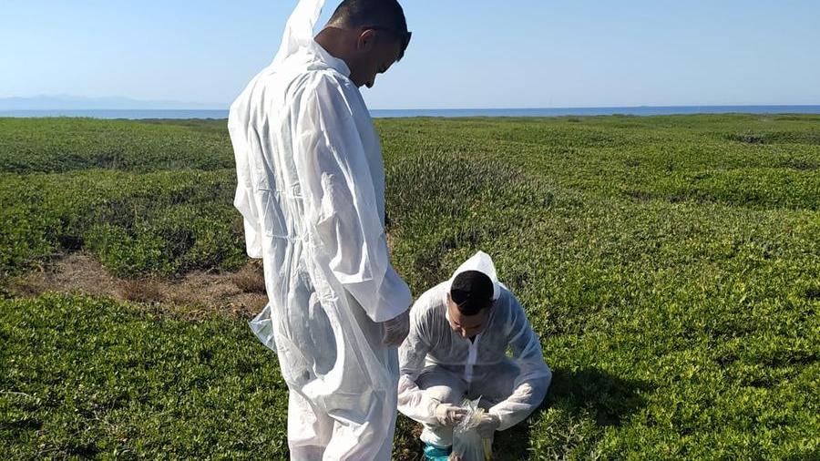 I tecnici dell'Istituto zooprofilattico regionale nell'isola di Mal di Ventre
