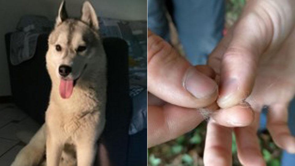 Il sospetto dei volontari: «Il cane è stato ucciso» 