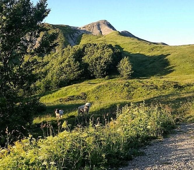 Passo di Lama Lite, azzannato dai cani da pastore