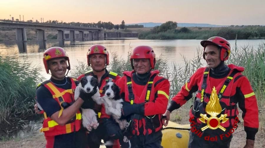 Due cuccioli nuotano fino a un’isoletta della diga di Santa Vittoria ma non riescono a tornare indietro: salvati dai vigili del fuoco di Oristano