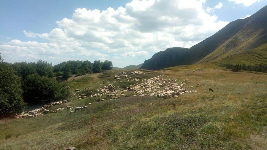 
	Il recinto pieno di pecore nei pressi del bivio per il Rifugio Battisti scattata gioved&igrave; scorso sul Crinale (Foto di Paolo Canovi)

