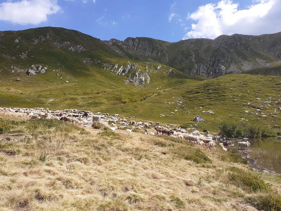 
	Le pecore al Bargetana (Foto A. Chierici)

